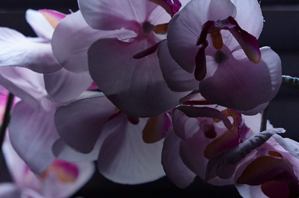 decoration fleurs hotel le cheval blanc